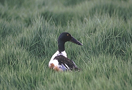Skeand han. © Steen Brølling.